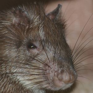 Asiatic brush-tailed porcupine (Atherurus macrourus)