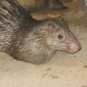Asiatic brush-tailed porcupine (Atherurus macrourus)