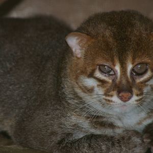 Flat-headed cat (Prionailurus planiceps)