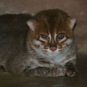 Flat-headed cat (Prionailurus planiceps)