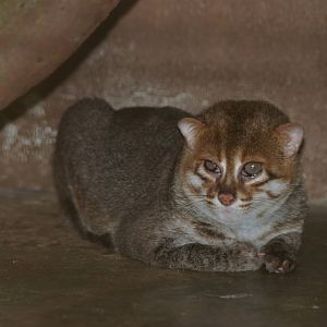 Flat-headed cat (Prionailurus planiceps)