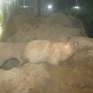 Large bamboo rat (Rhizomys sumatrensis)