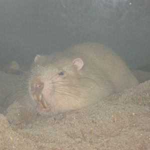 Large bamboo rat (Rhizomys sumatrensis)