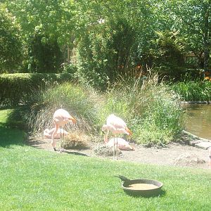 Flamingoes at Wildlife Safari