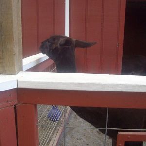 Llama at Wildlife Safari