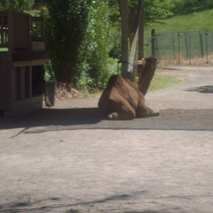Camel at Wildlife Safari