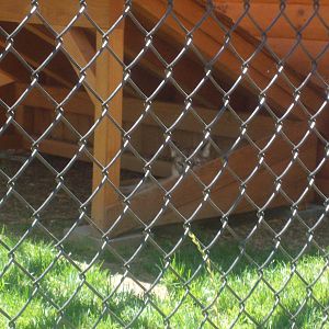 Cougar at Wildlife Safari