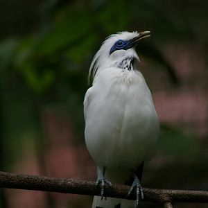 Bali mynah  (Leucopsar rothschildi)