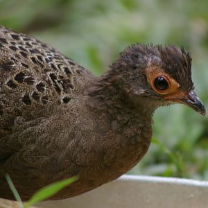 Malayan peacock-pheasant (Polyplectron malacense)