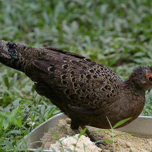 Malayan peacock-pheasant (Polyplectron malacense)