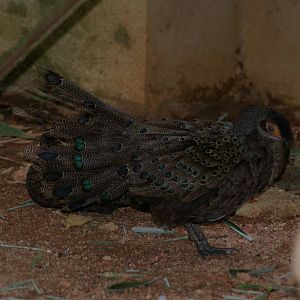 courtship display of Malayan peacock-pheasant (Polyplectron malacense)