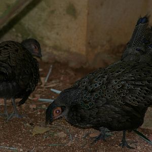 courtship display of Malayan peacock-pheasant (Polyplectron malacense)