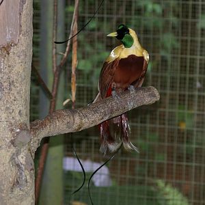 red birds of paradise (Paradisaea rubra)