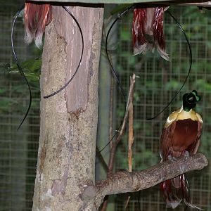 red birds of paradise (Paradisaea rubra)