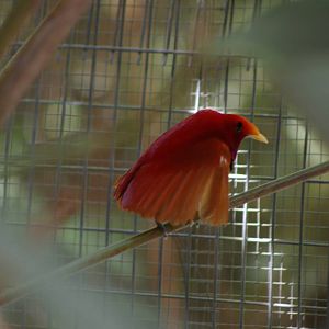 king bird of paradise (Cicinnurus regius), stretching