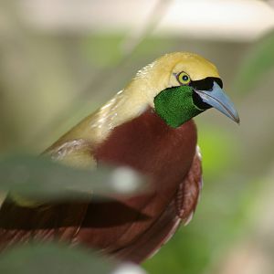 lesser bird of paradise (Paradisaea minor)