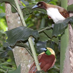 lesser birds of paradise (Paradisaea minor)