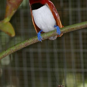 king bird of paradise (Cicinnurus regius)