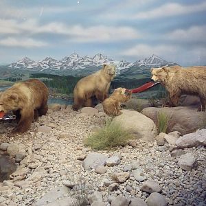 Kodiak Brown Bears