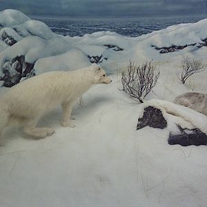 Arctic Fox + Arctic Hare