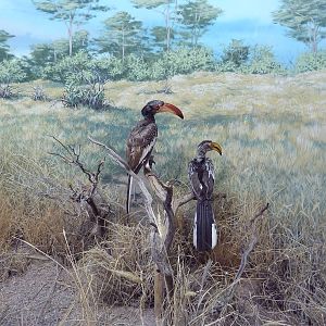 Red-Billed + Eastern Yellow-Billed Hornbills