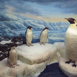 Penguin Diorama