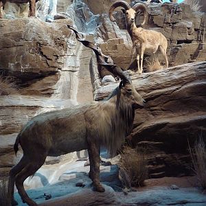 Kabul Markhor