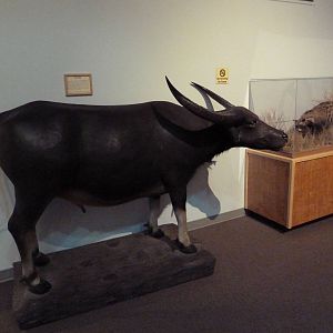 Water Buffalo + African Civet