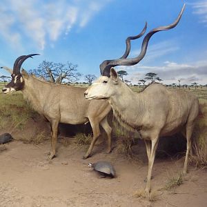 Roan Antelope/Greater Kudu/Helmeted Guineafowl