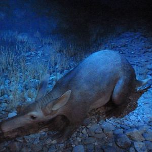 Aardvark