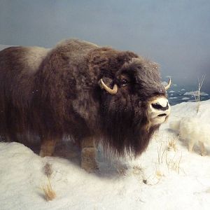 Muskox + Arctic Fox
