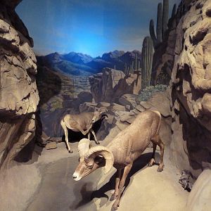 Desert Bighorn Sheep