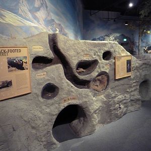 Black-Footed Ferret + Prairie Dog Diorama