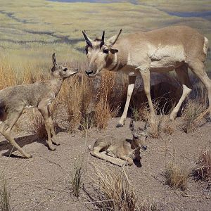 Pronghorn Antelopes