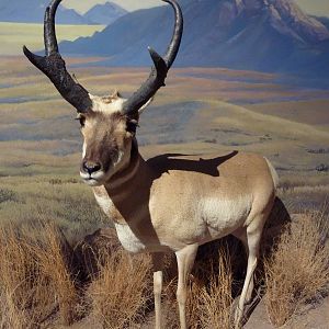 Pronghorn Antelope