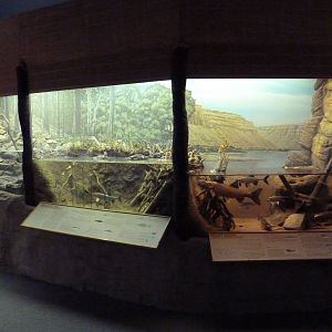 Fish Dioramas