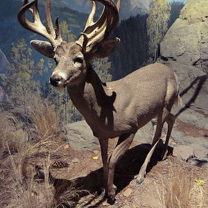 Coues White-Tailed Deer