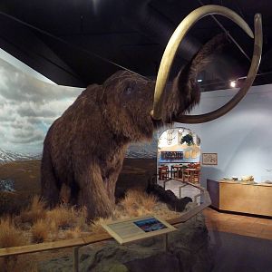 Prehistoric Mammals - Woolly Mammoth