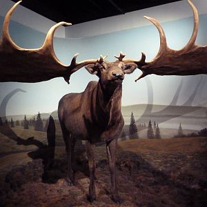 Prehistoric Mammals - Giant Deer