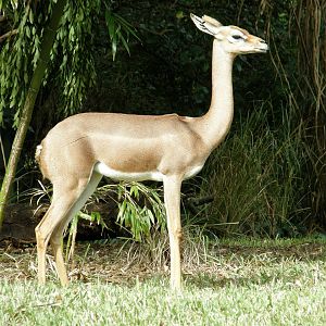 gerenuk