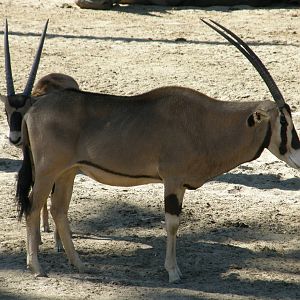 fringe eared oryx