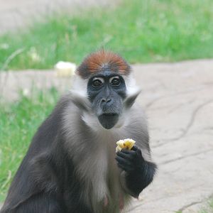 Cherry-crowned mangabey