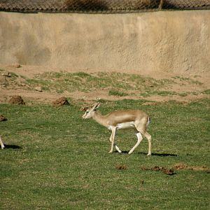 sand gazelle