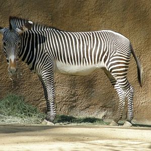 grevys zebra