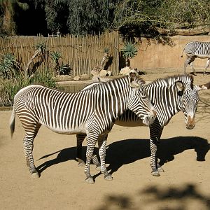 grevys zebra