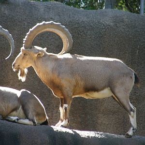 nubian ibex