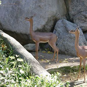 gerenuk