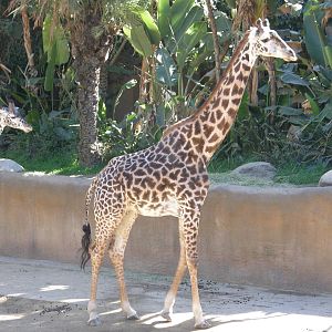 masai giraffe