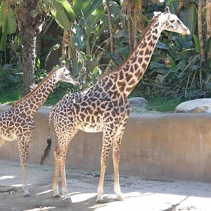 masai giraffe