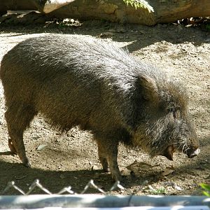peccary